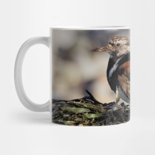 Ruddy Turnstone at the Beach Mug